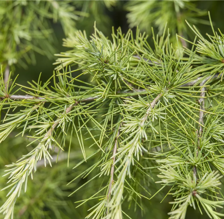 Japanische Lärche Globus