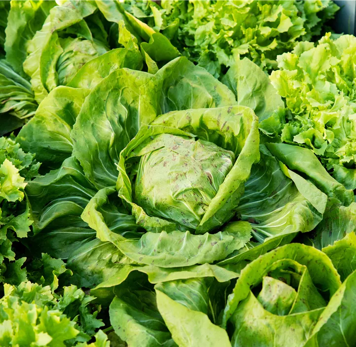 Krachsalat 'Grazer Krauthäuptel'