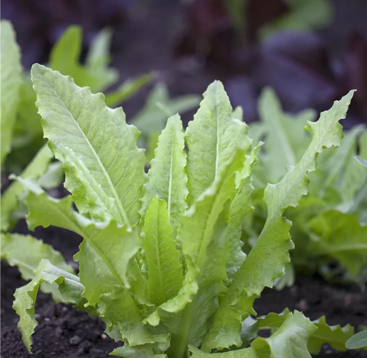 Pflücksalat kompostierbar
