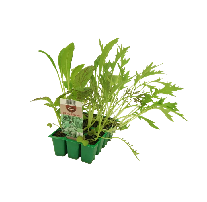 Pflücksalat 'Asia Mix'