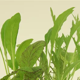Lactuca sativa Asiasalate Mix - Wintervitamine