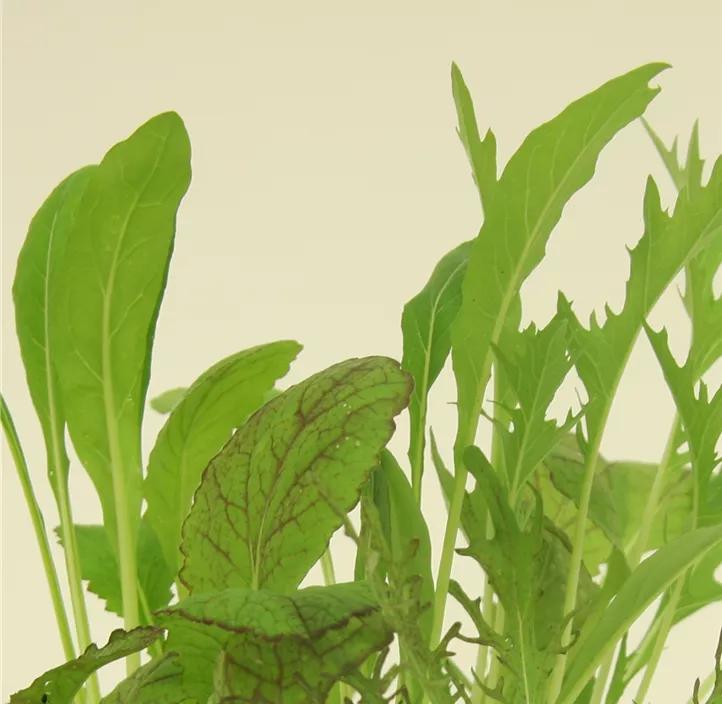 Pflücksalat 'Asia Mix'