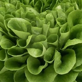Lactuca sativa Salanova grün