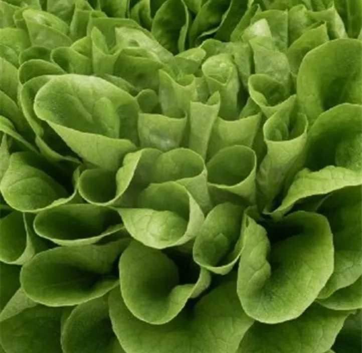 Kopfsalat 'Salanova'®
