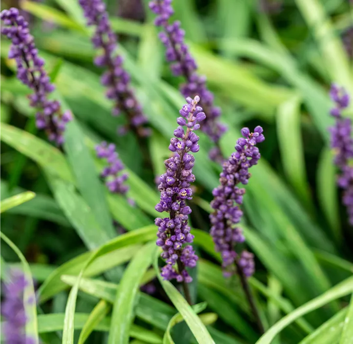 Garten-Glöckchentraube 'Royal Purple'