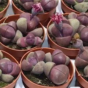 Lithops 'Rubra'