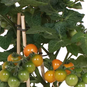 Lycopersicon esc. Pick a Tom orange