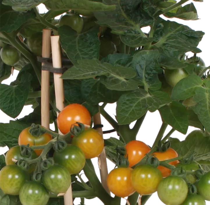 Snacktomate