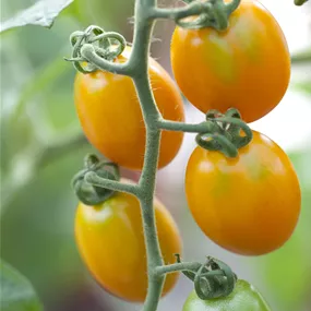 Lycopersicon Ivorno gelb