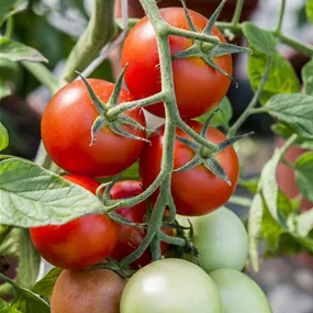 Lycopersicon Kirschtomate Bingo rot