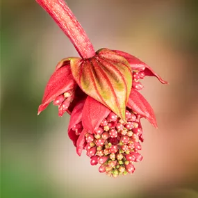 Medinilla magnifica Flamenco
