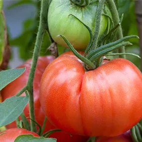 Lycopersicon Riesentomate Sorrentiner Rose Rosalinda rot