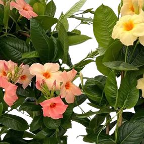Mandevilla amabilis Vintage