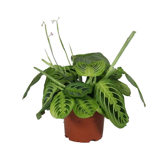 Maranta Lemon Lime, Bunte Pfeilwurz 'Lemon Lime' - Bellaflora