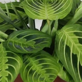 Maranta Lemon Lime
