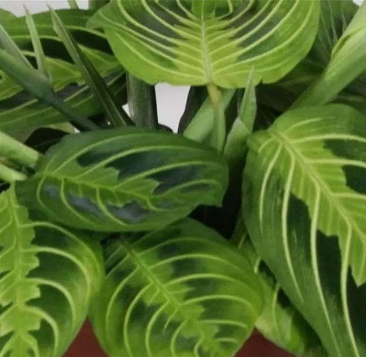 Bunte Pfeilwurz 'Lemon Lime'