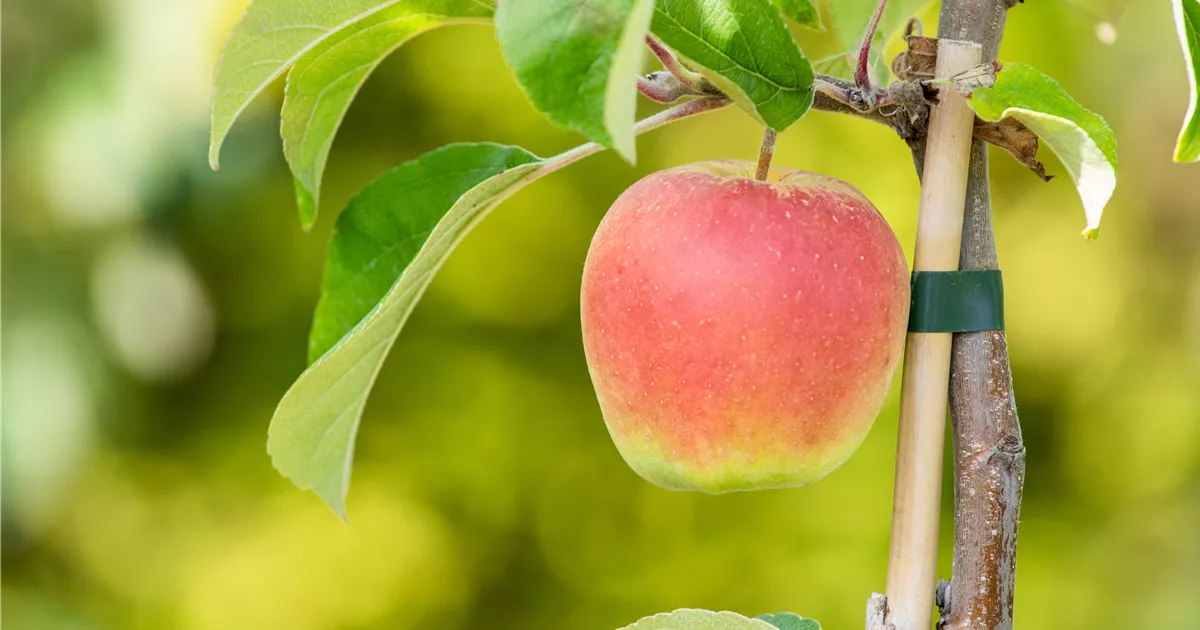 Bella Rondo Malus domestica Rondo, Säulenapfel 'Rondo'(s) - Bellaflora