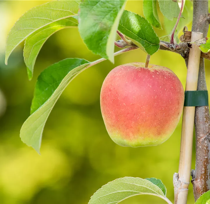 Säulenapfel 'Rondo'(s)