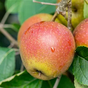 Malus domestica Rubinette