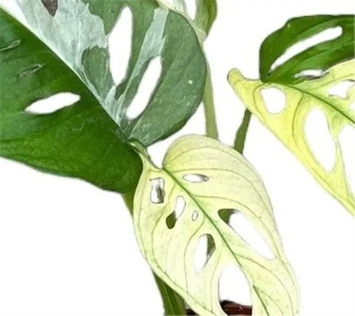 philodendron verrucosum red back Philodendron verrucosum Amazon Sunset 'Iricolor' main image 1