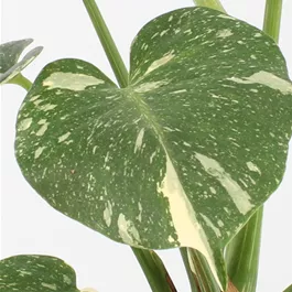 Monstera thai Constellation