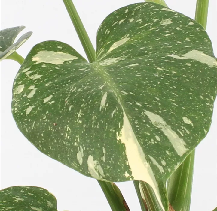 Monstera 'Thai constellation'