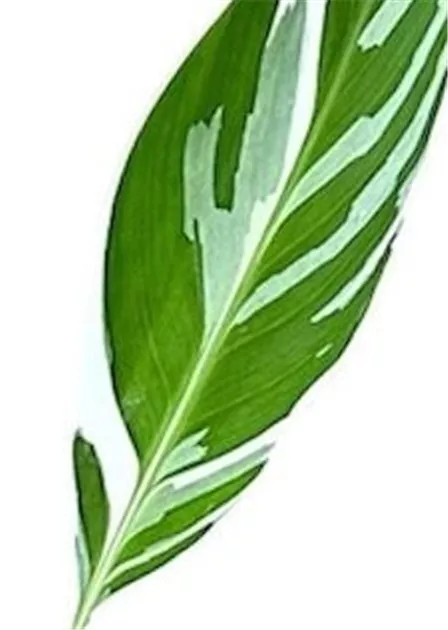 Musa Florida variegata, Banane Florida variegata - Bellaflora