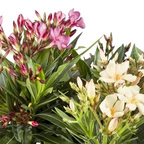 Nerium oleander Tricolor