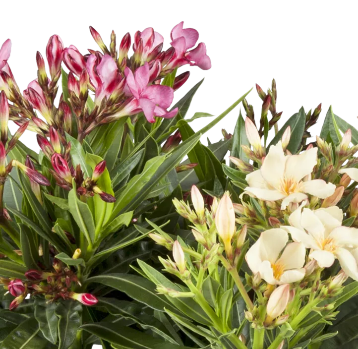 Oleander 'Tricolor'
