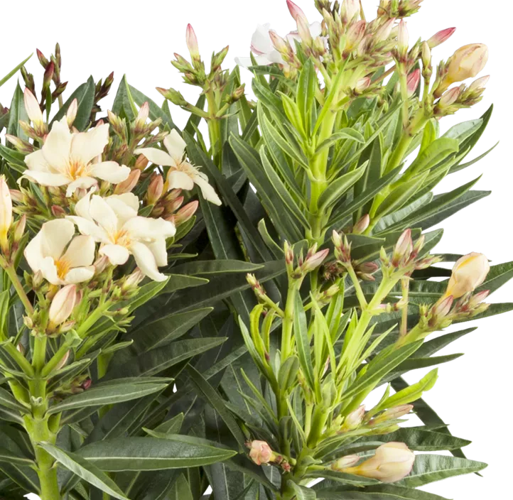 Oleander 'Tricolor'