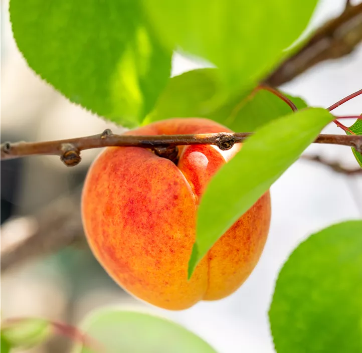 Aprikose 'Wahre große Frühe'