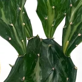 Opuntia Jamaica Ghost