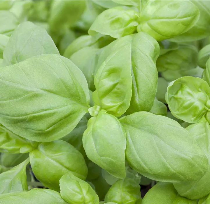 Basilikum