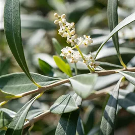 Olea europaea Busch