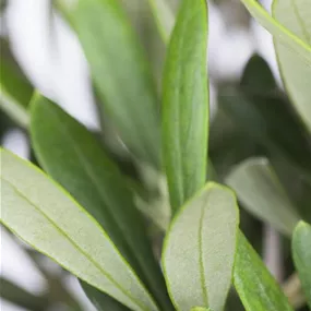 Olea europaea Busch im Topf Etruco