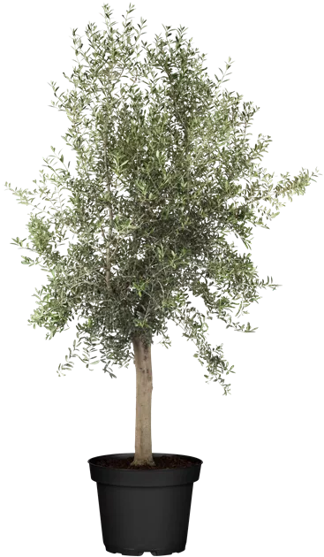 Olea europaea Caliber verzweigt, Olivenbaum - Bellaflora