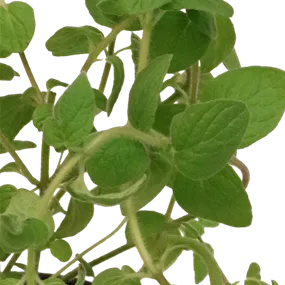 Origanum syriacum
