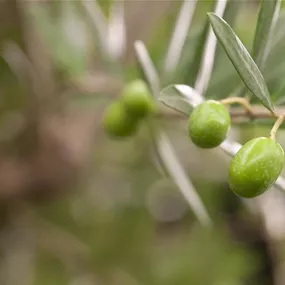 Olea europaea Caliber verzweigt