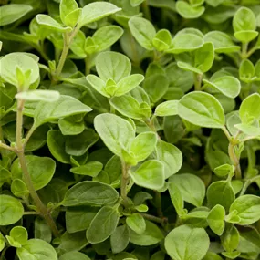 Origanum vulgare Compact