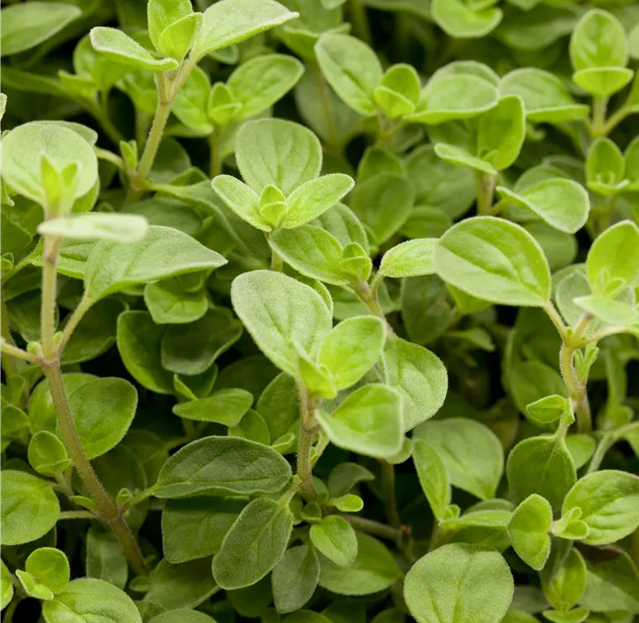 Oregano