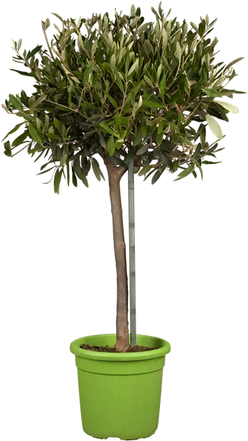Olea europaea junger Stamm, Olivenbaum - Bellaflora