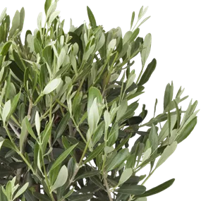 Olea europaea junger Stamm