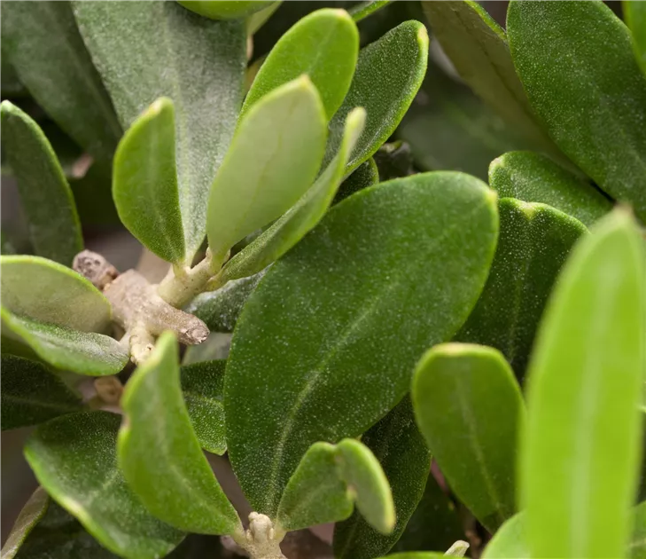 stechpalme balkon Silberbunte Stechpalme - Ilex aquifolium Argentea Marginata main image 0
