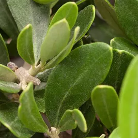 Olea europaea Ministamm im Topf Etruco