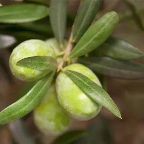 Olea europaea Pyramide