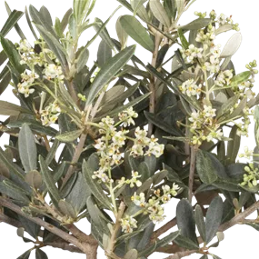 Olea europaea Schale Putti Antik