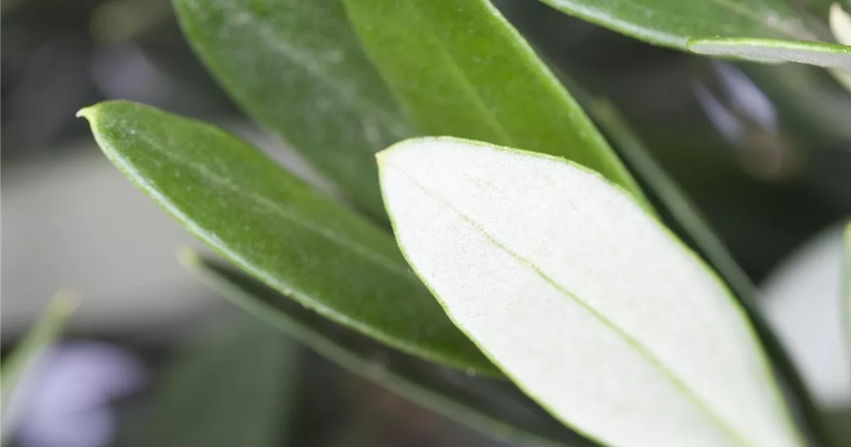 Olea europaea Stamm, Olivenbaum - Bellaflora