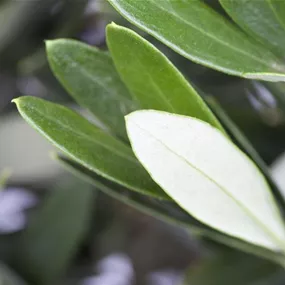 Olea europaea Stamm
