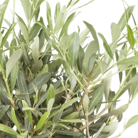 Olea europaea wilde Krone