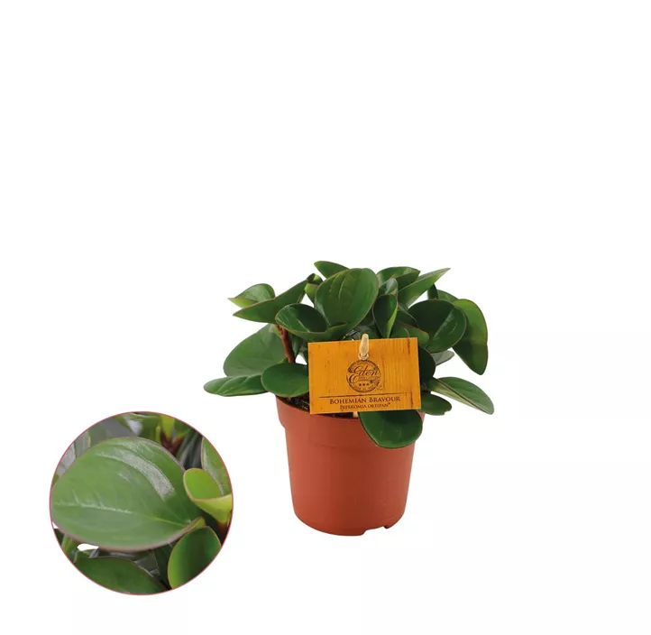 Peperomie 'Obtipan'®